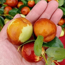 山东富硒大梨枣，种植基地，产地直供，货源充足，品质保证