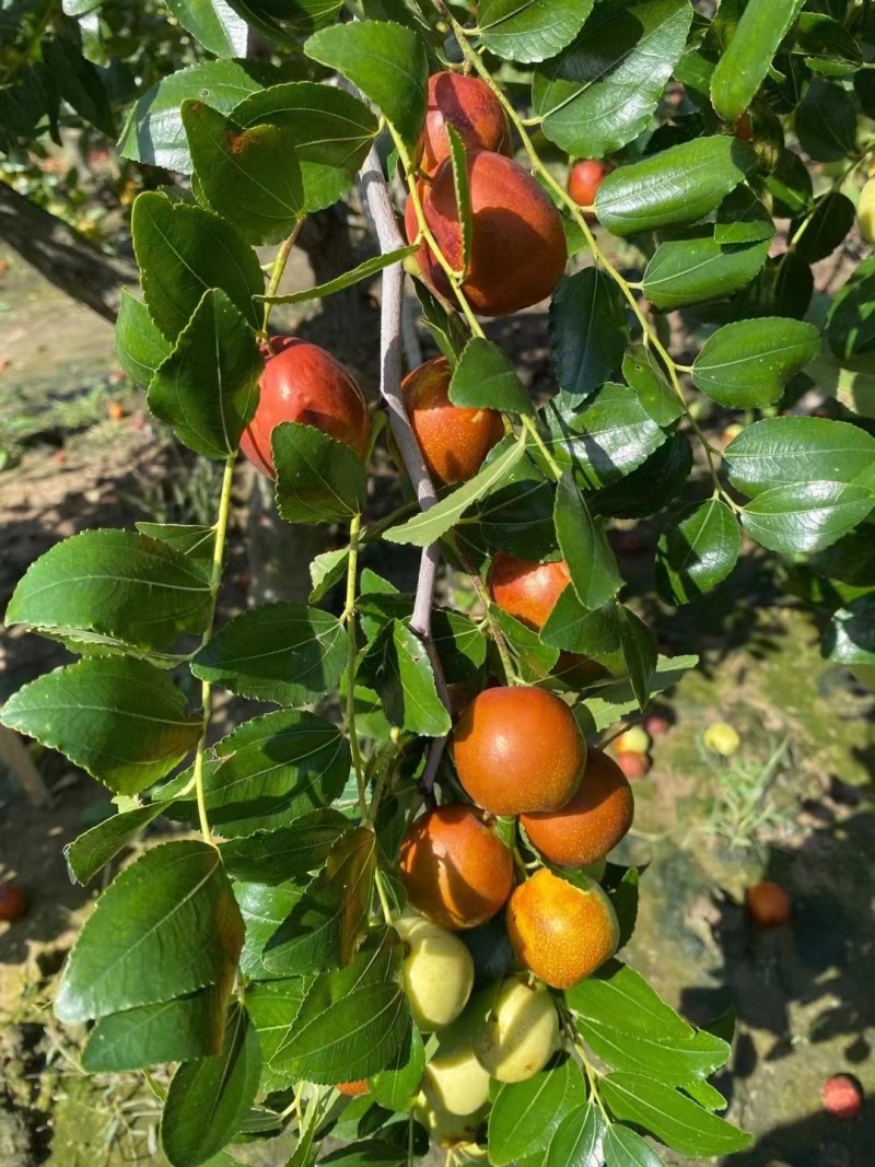山东富硒大梨枣，种植基地，产地直供，货源充足，品质保证