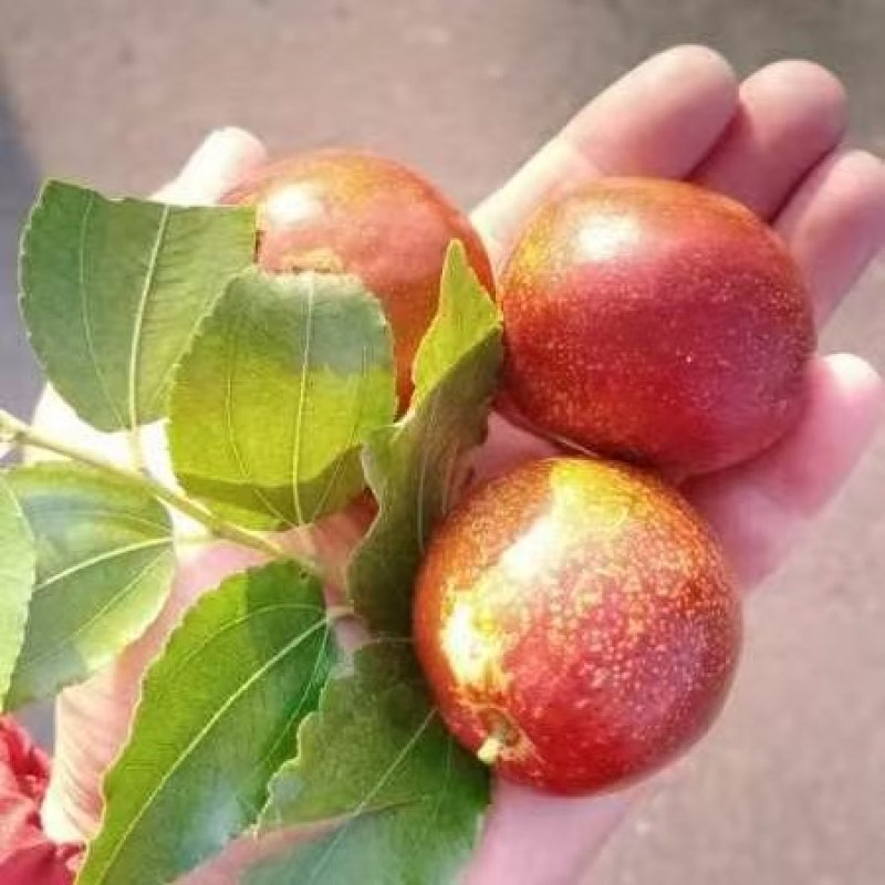 山东富硒大梨枣，种植基地，产地直供，货源充足，品质保证