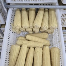 速冻玉米棒软糯香甜厂家直供品质保证全国发货