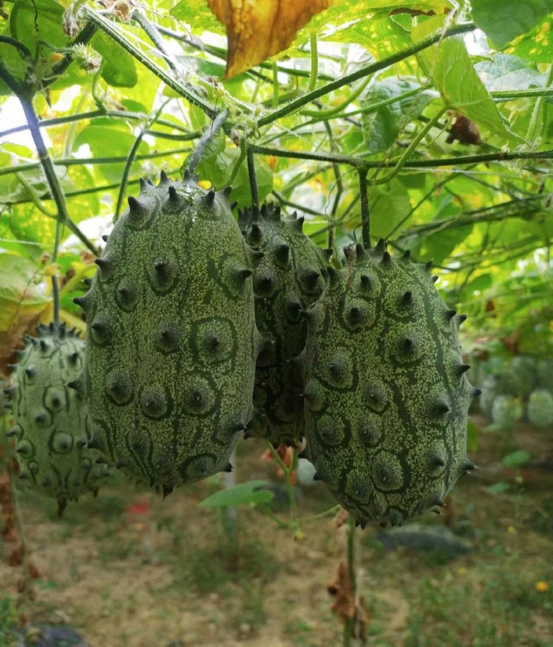 火参果种子