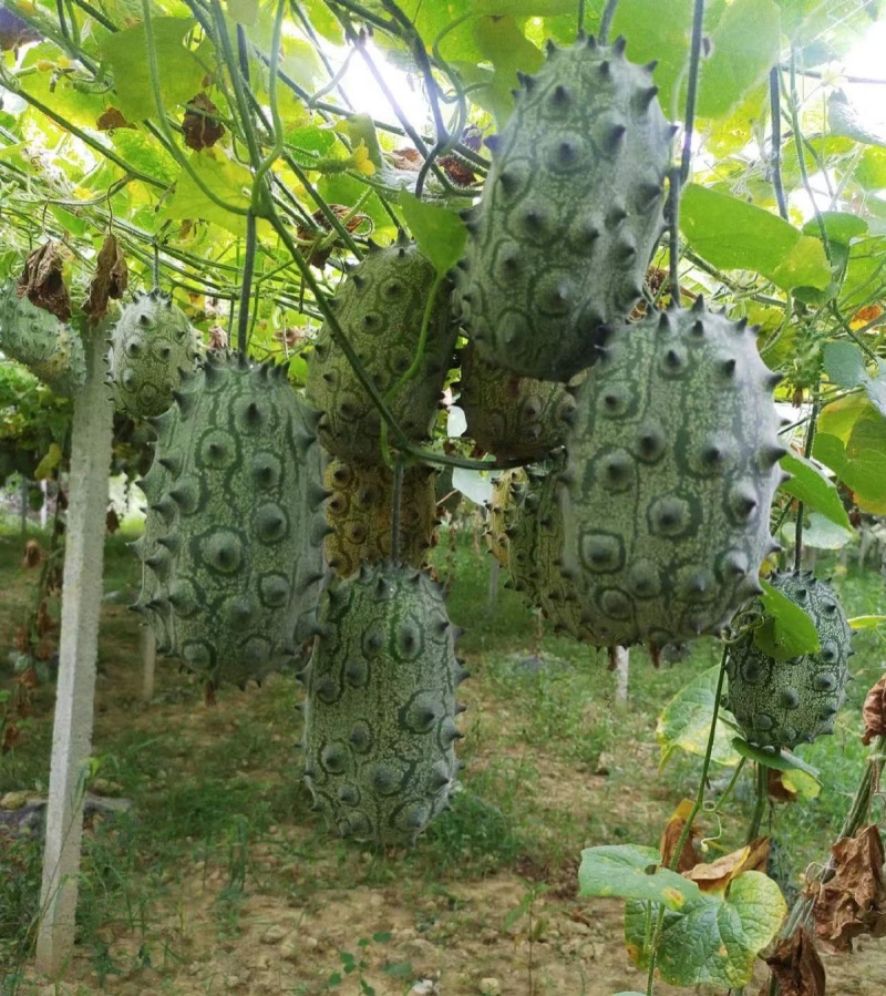 火参果种子