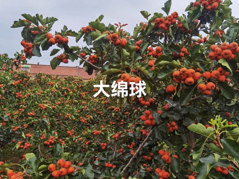 山楂，高海拔区域，营养丰富，各品种齐全，可对接电商商超等
