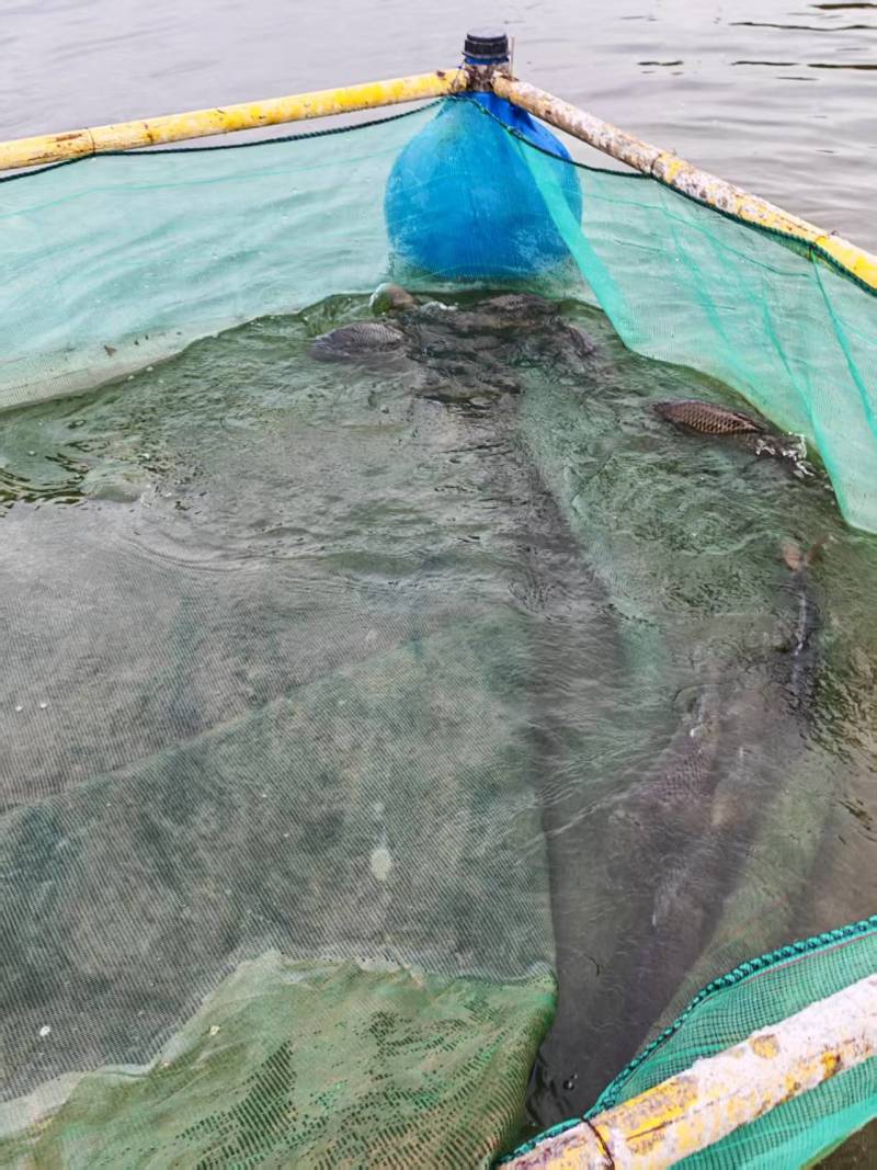 自家水库网箱鲤鱼
