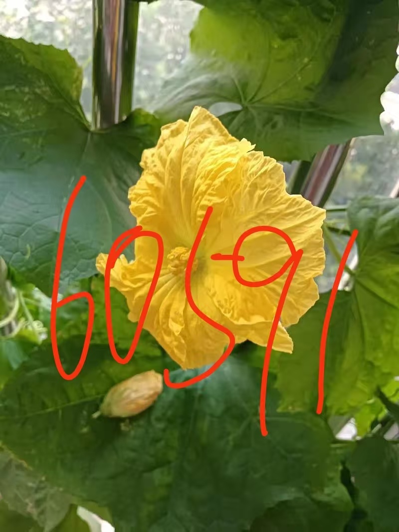 绵阳鲜花丝瓜