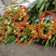 绵阳鲜花丝瓜