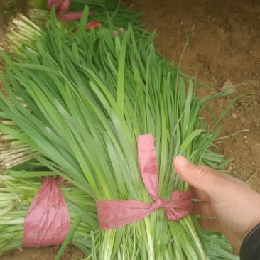 聊城莘县韭菜现已大量上市，货源充足，欢迎洽谈。