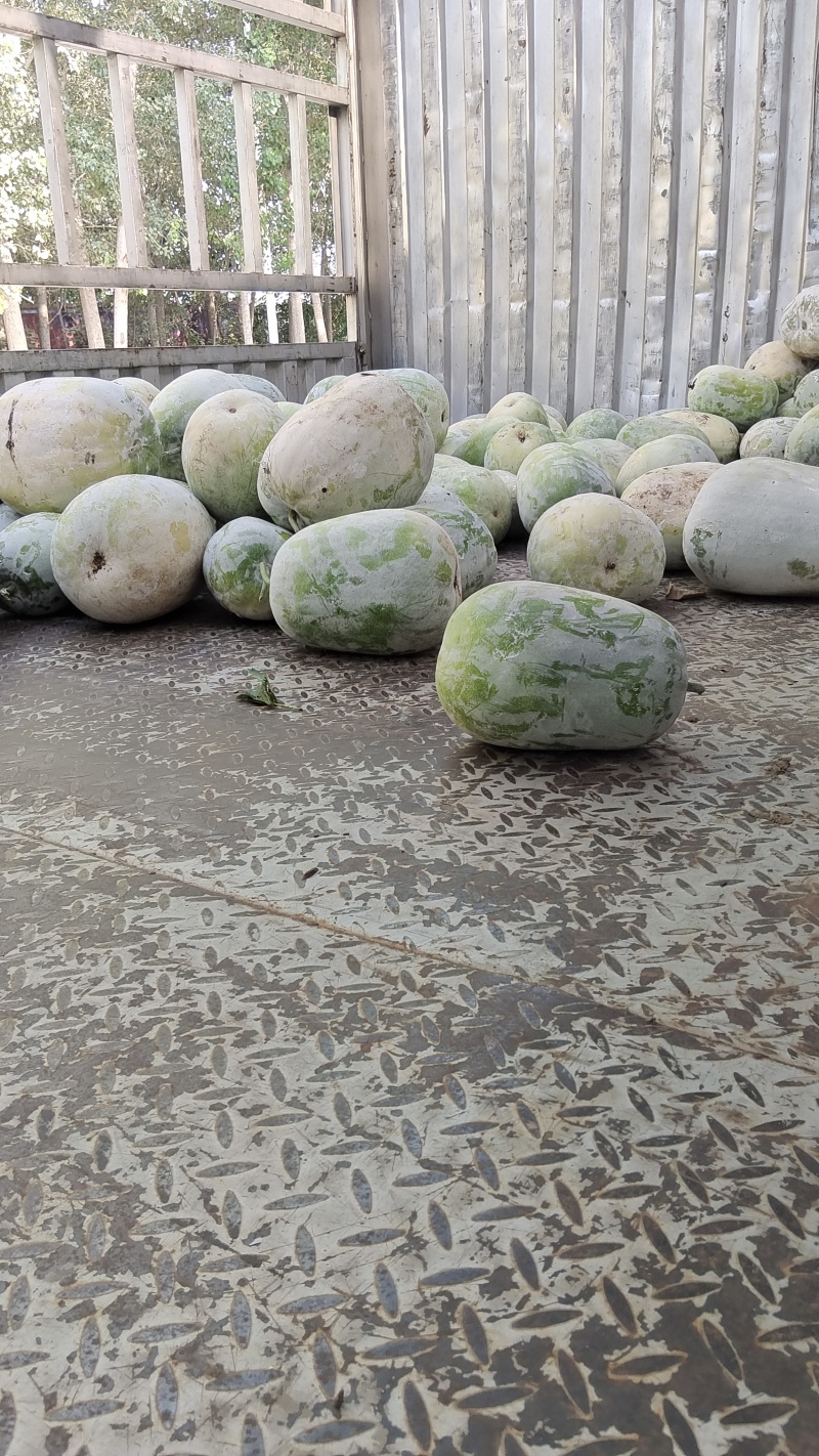 小白东瓜基地直发货源充足诚信经营欢迎来电