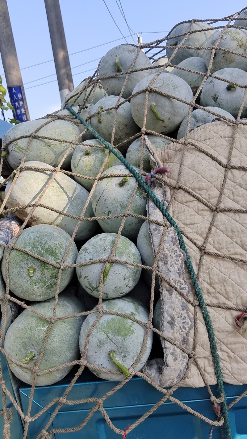小白东瓜基地直发货源充足诚信经营欢迎来电