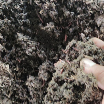 精品蚯蚓粪