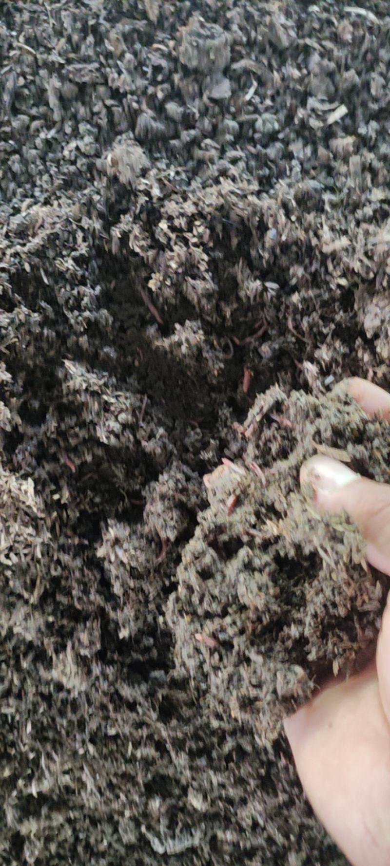 精品蚯蚓粪