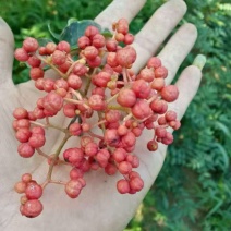 【陕西韩城大红袍花椒苗/花椒树】**抢购-现挖现发！