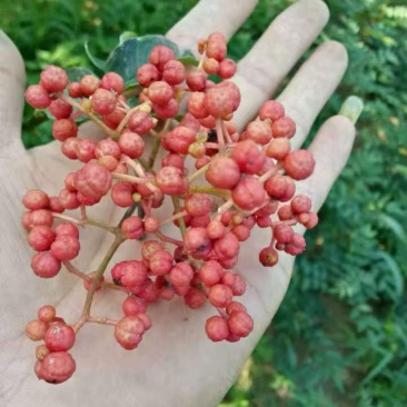 【陕西韩城大红袍花椒苗/花椒树】**抢购-现挖现发!