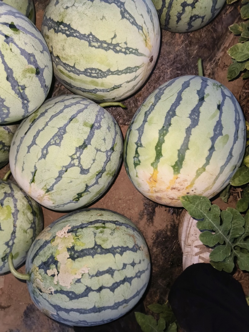 美都，瓜很漂亮甜度高