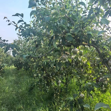 山东东营，黄河故道种植