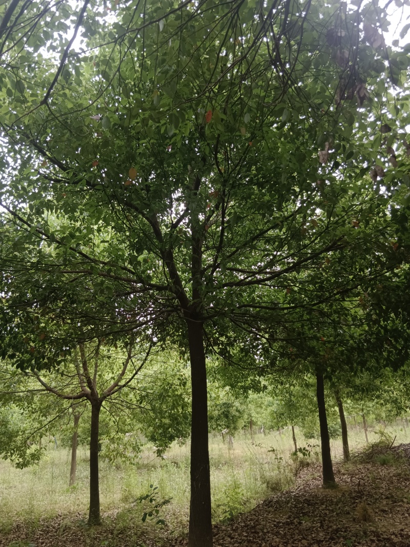 胸经12~20公分香樟树