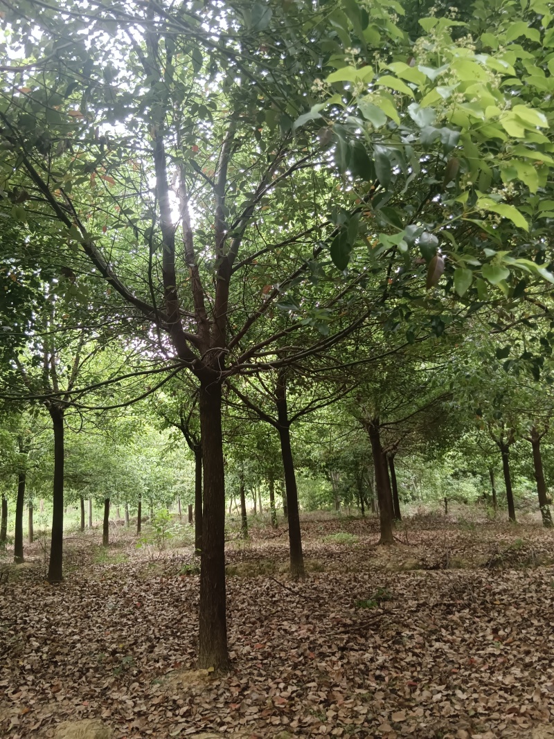 胸经12~20公分香樟树