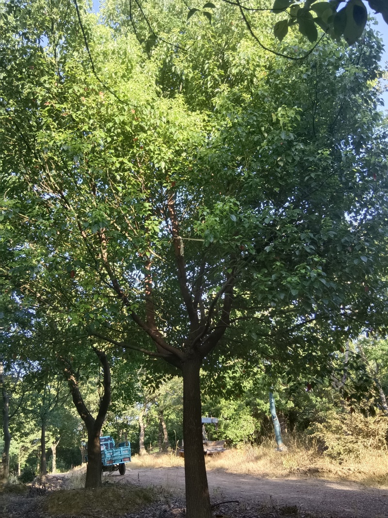 胸经12~20公分香樟树