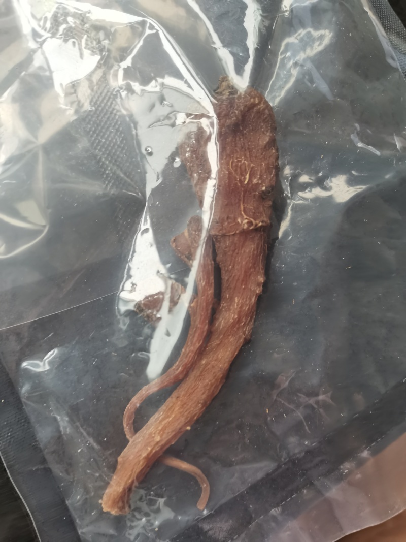千年藏雪参