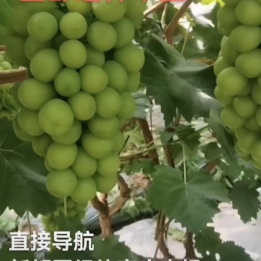 阳光玫瑰