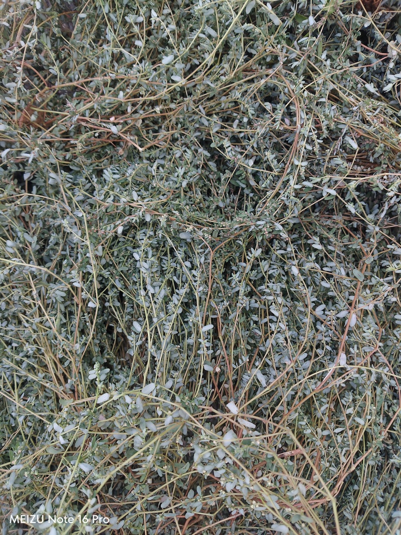 地锦草野生货干净无杂质周边老百姓地里割的人工挑选产地直发