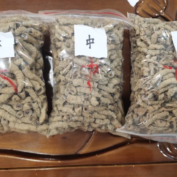 巴戟天