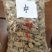 巴戟天