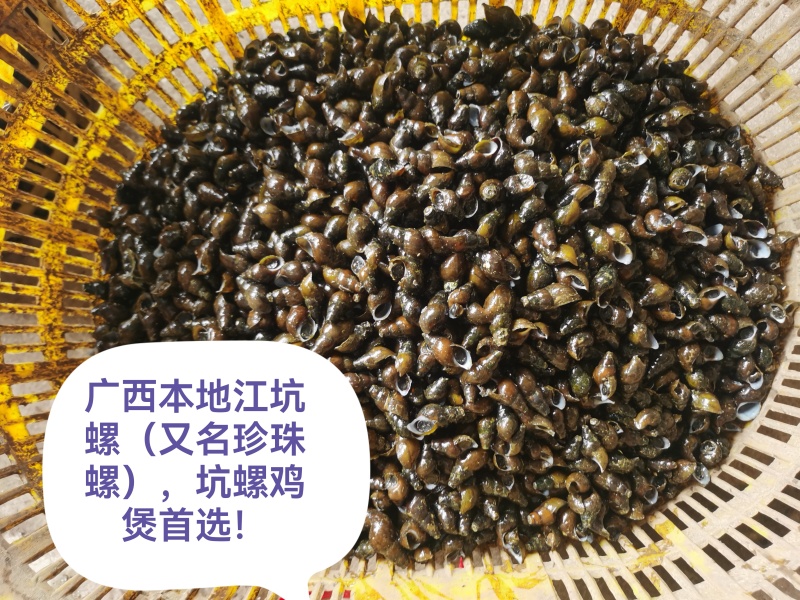 广西天然珍珠螺