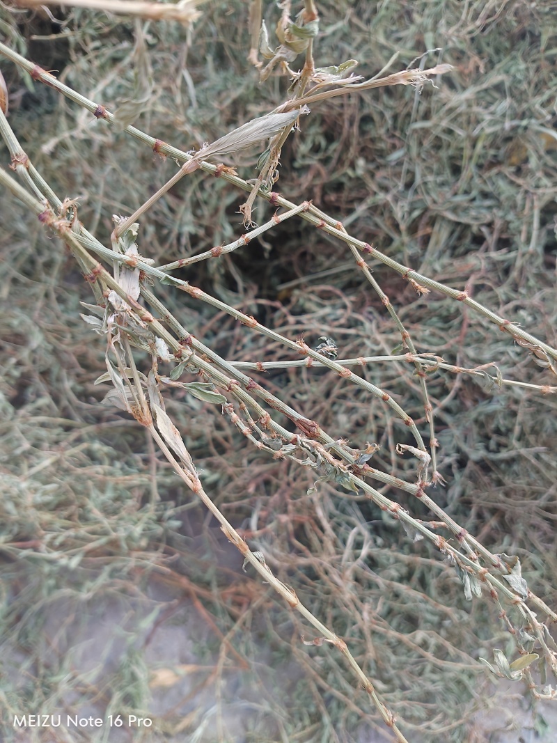 新货萹蓄草正品猪牙草当季野生整颗晒干发货