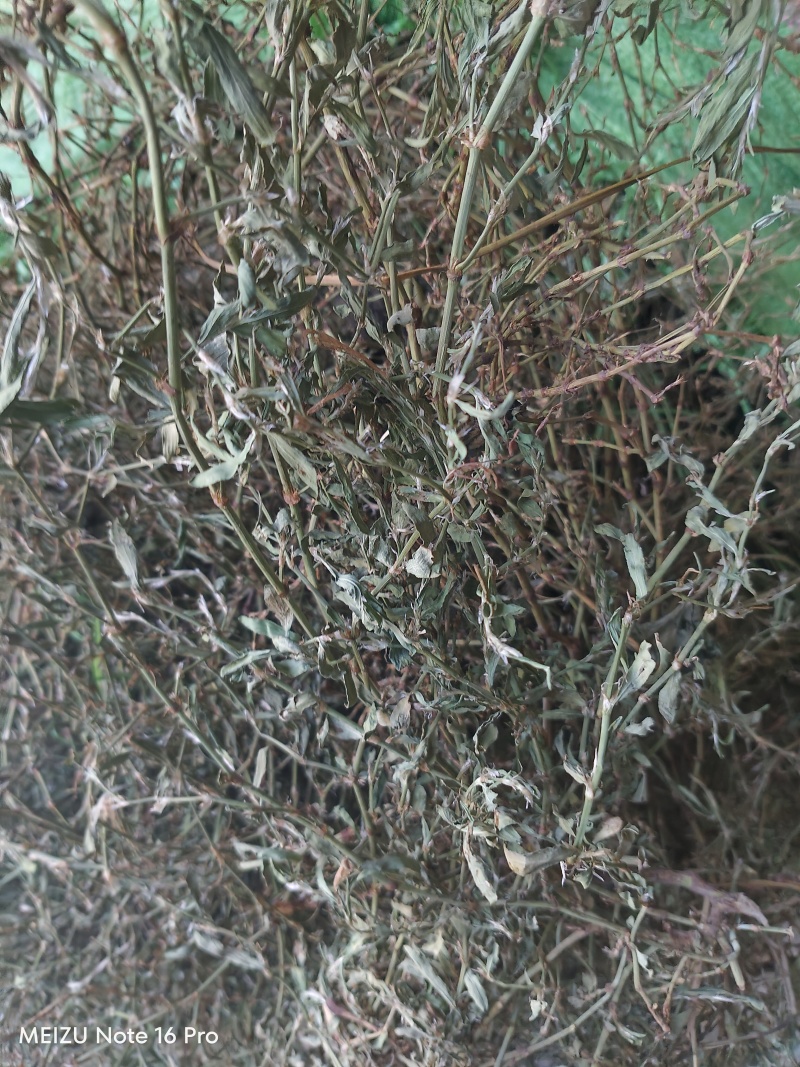 新货萹蓄草正品猪牙草当季野生整颗晒干发货