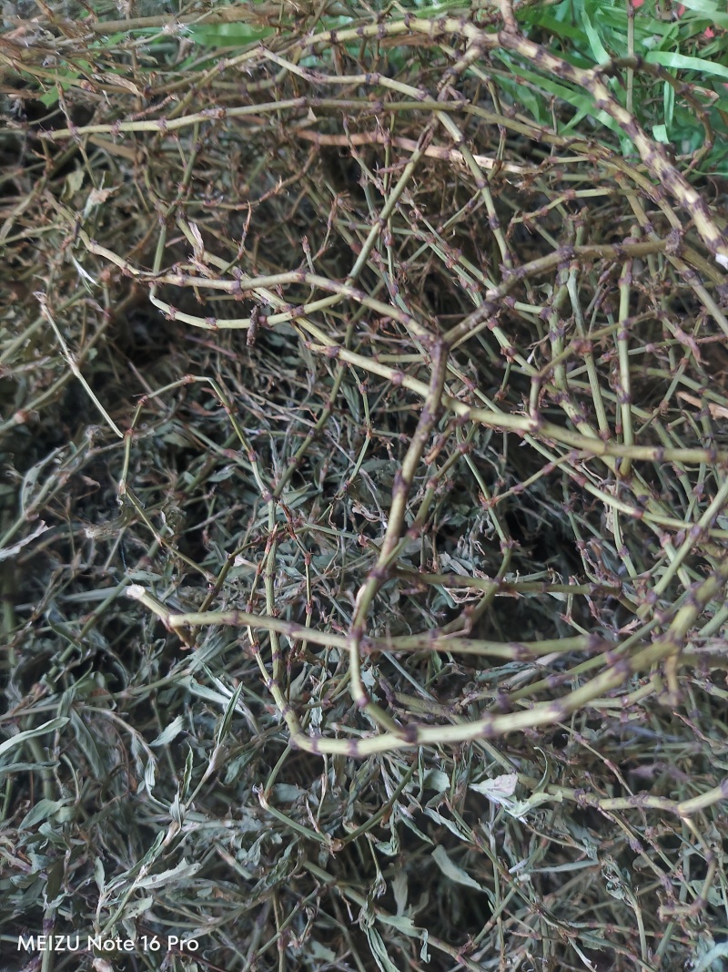 新货萹蓄草正品猪牙草当季野生整颗晒干发货