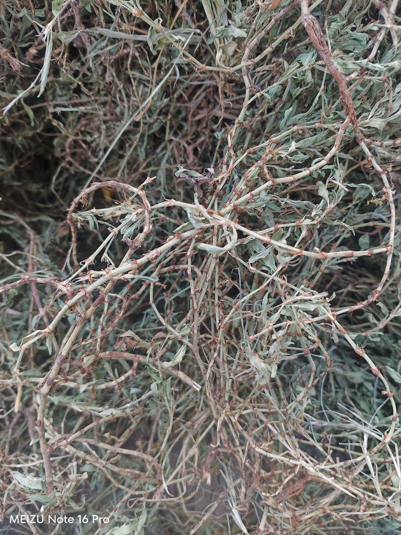 新货萹蓄草正品猪牙草当季野生整颗晒干发货