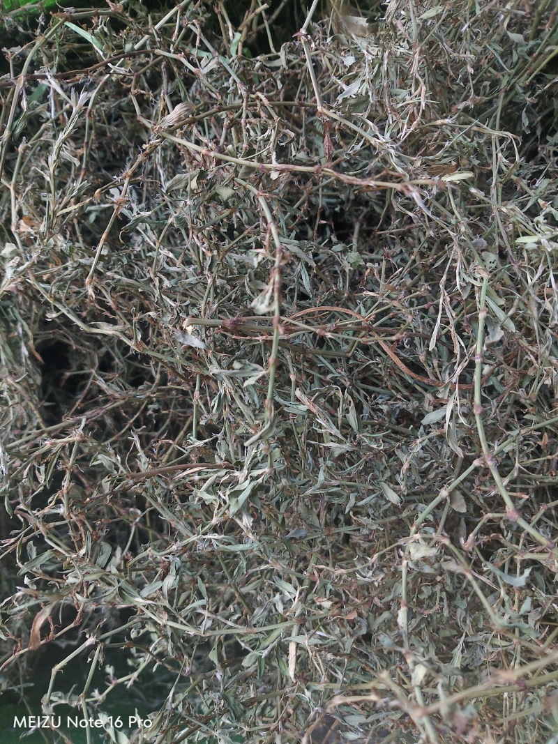 新货萹蓄草正品猪牙草当季野生整颗晒干发货
