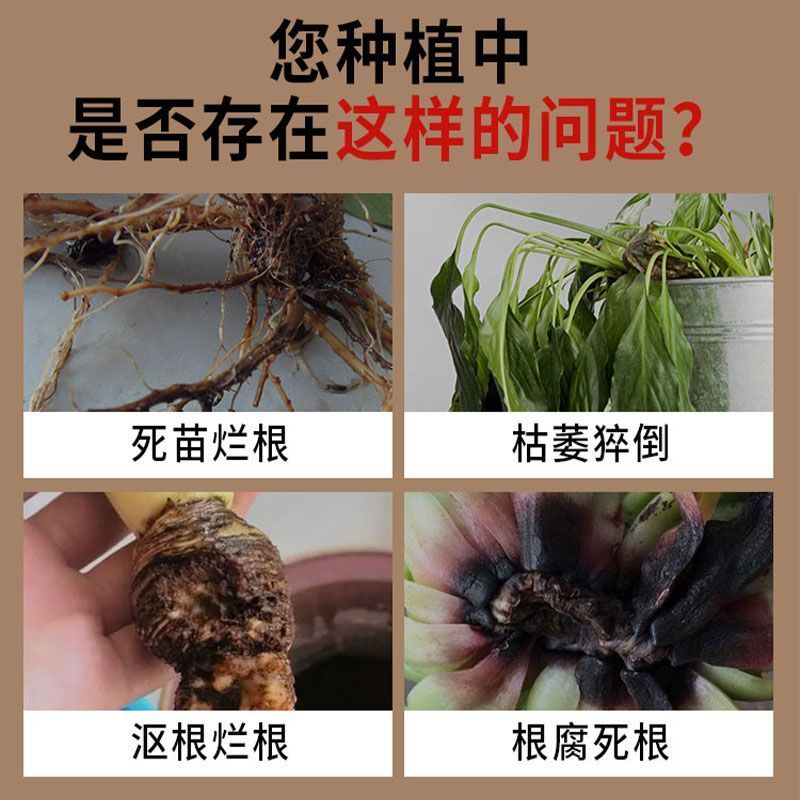根腐抑制剂快速壮根猝倒烂根茎基腐死棵僵苗净化土壤抗病菌防