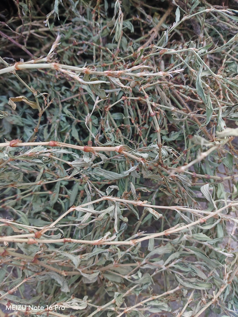新货萹蓄草正品猪牙草当季野生整颗晒干发货