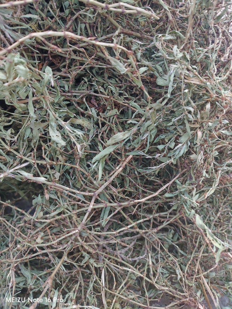 新货萹蓄草正品猪牙草当季野生整颗晒干发货