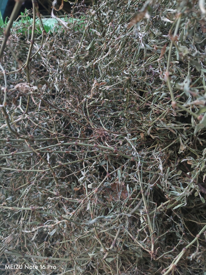 新货萹蓄草正品猪牙草当季野生整颗晒干发货