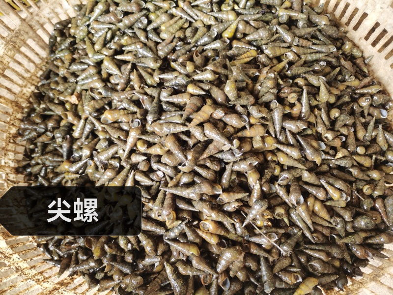 广西东兴天然贝类产品尖螺