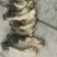 野生蘑菇