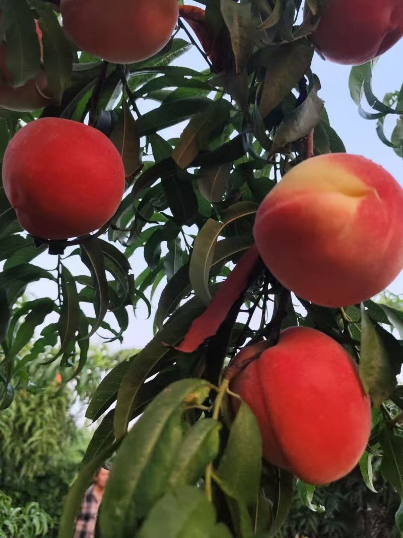 秋彤毛桃