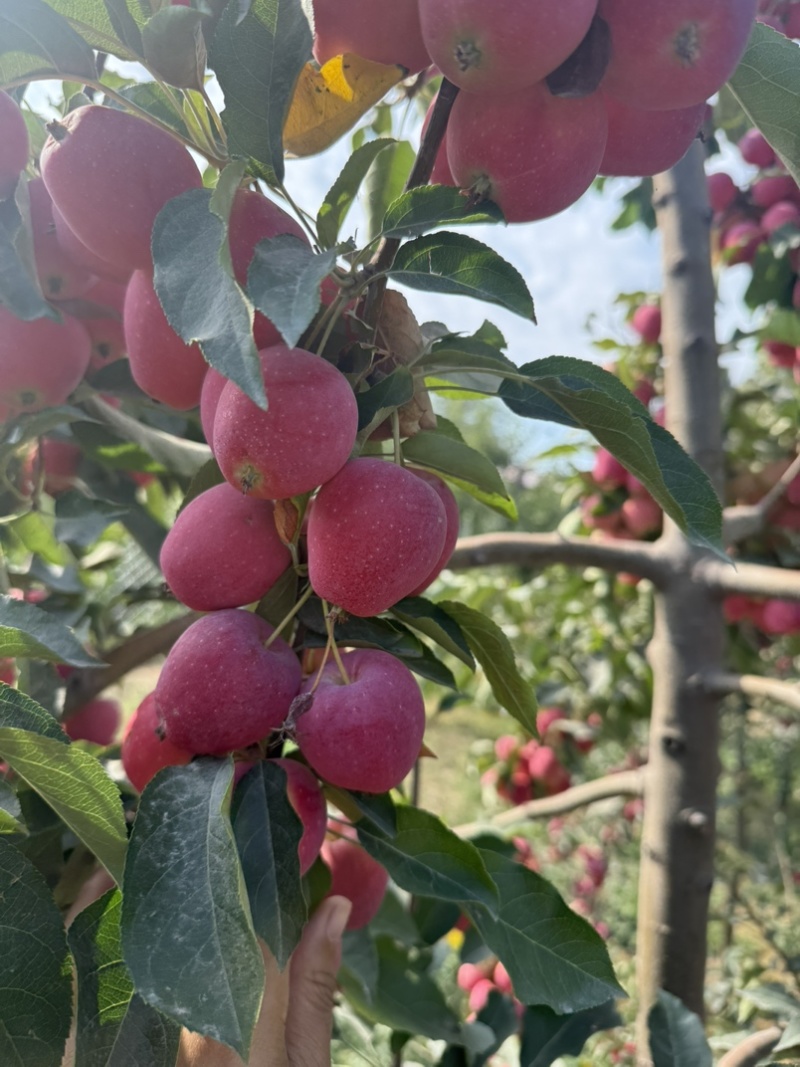 新疆鸡心海棠