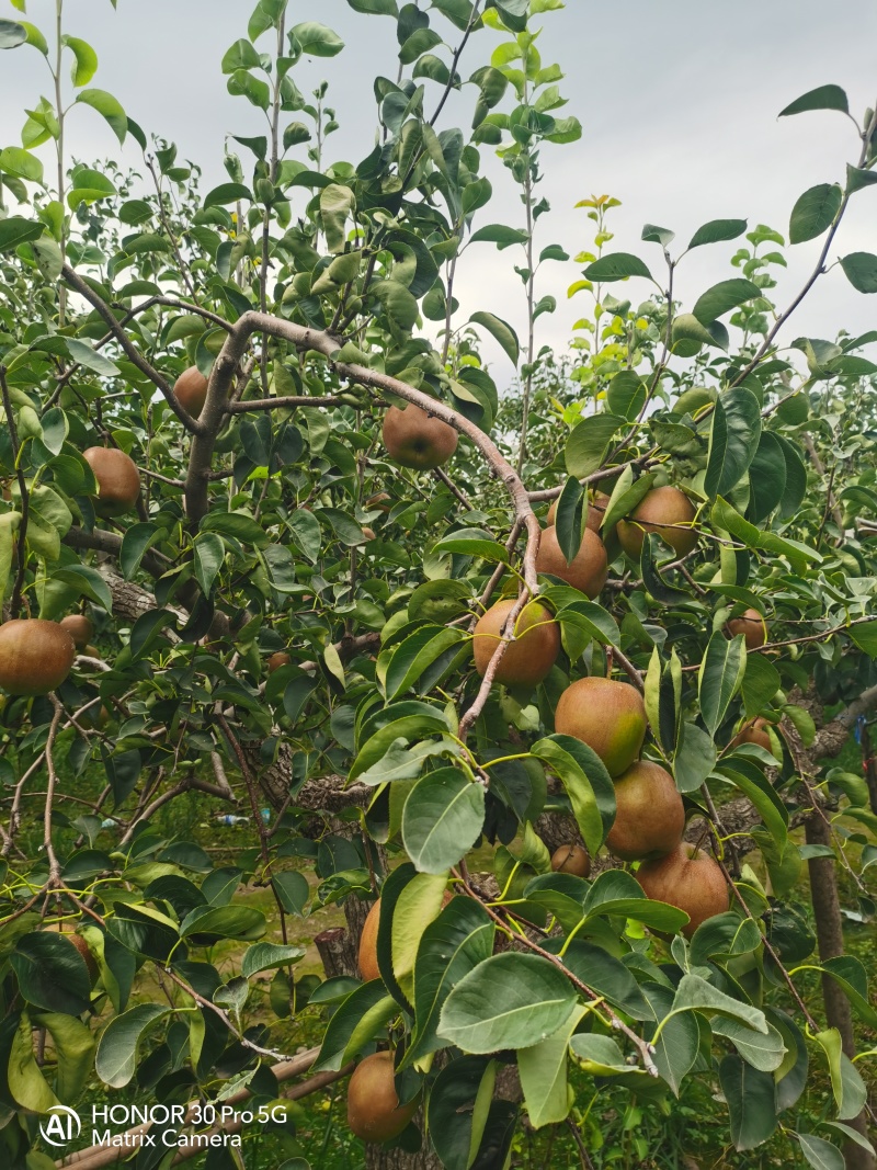 河北玉露香梨