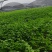 香芹