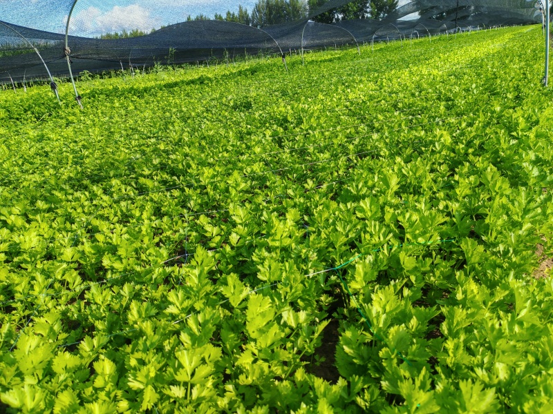 香芹