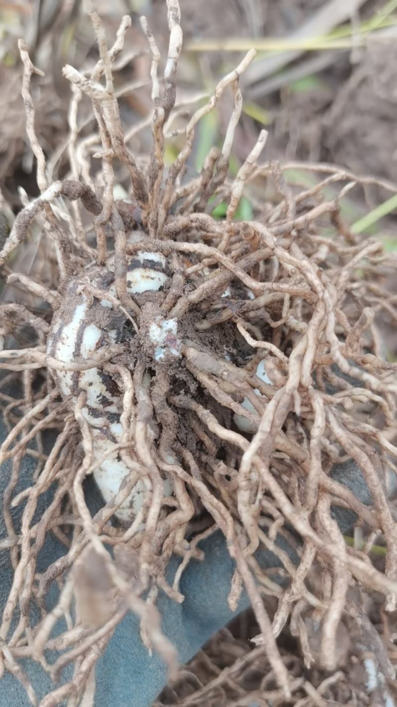 100亩白芨鲜品大货出售
