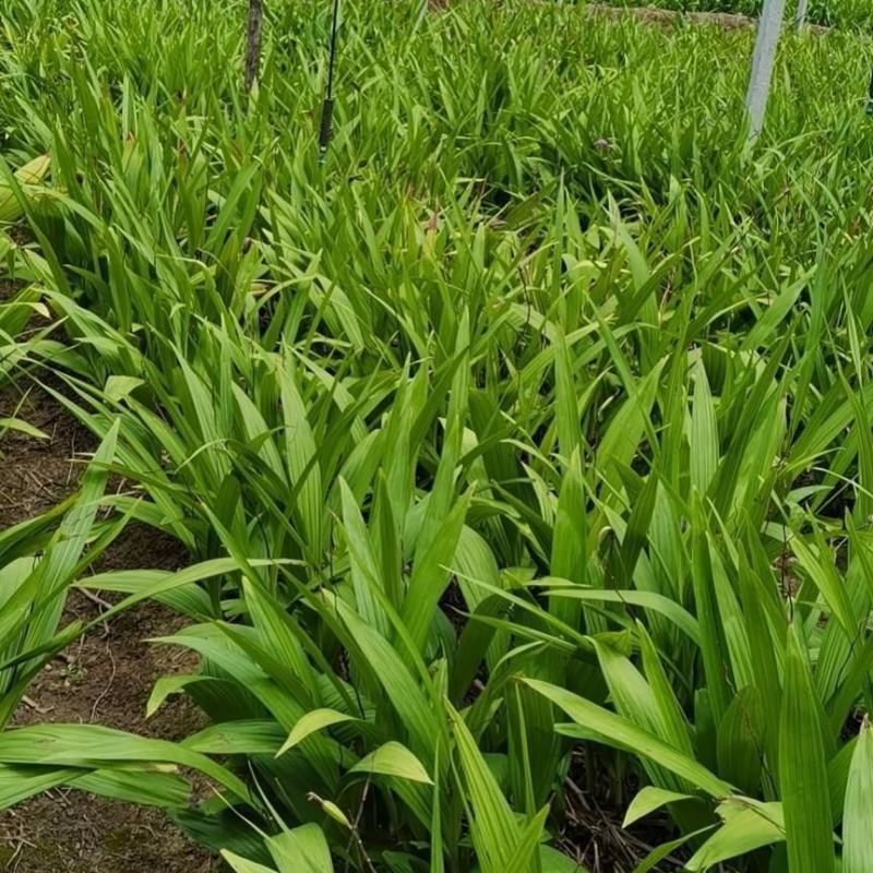 100亩白芨鲜品大货出售