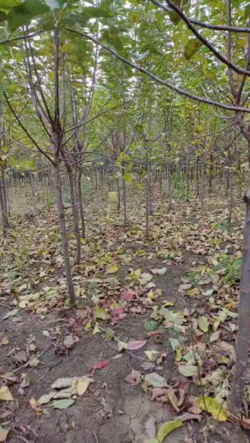 鸡心果苗，山东优质鸡心果树苗，保证质量，全国发货