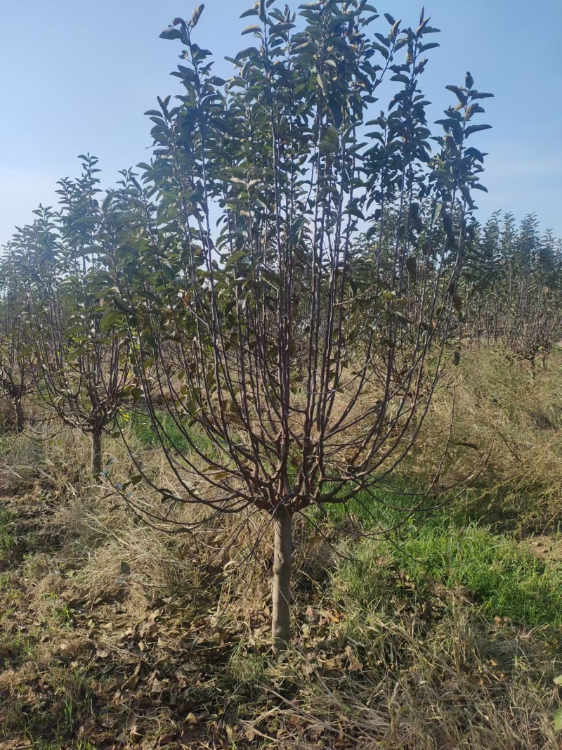 鸡心果苗，山东优质鸡心果树苗，保证质量，全国发货