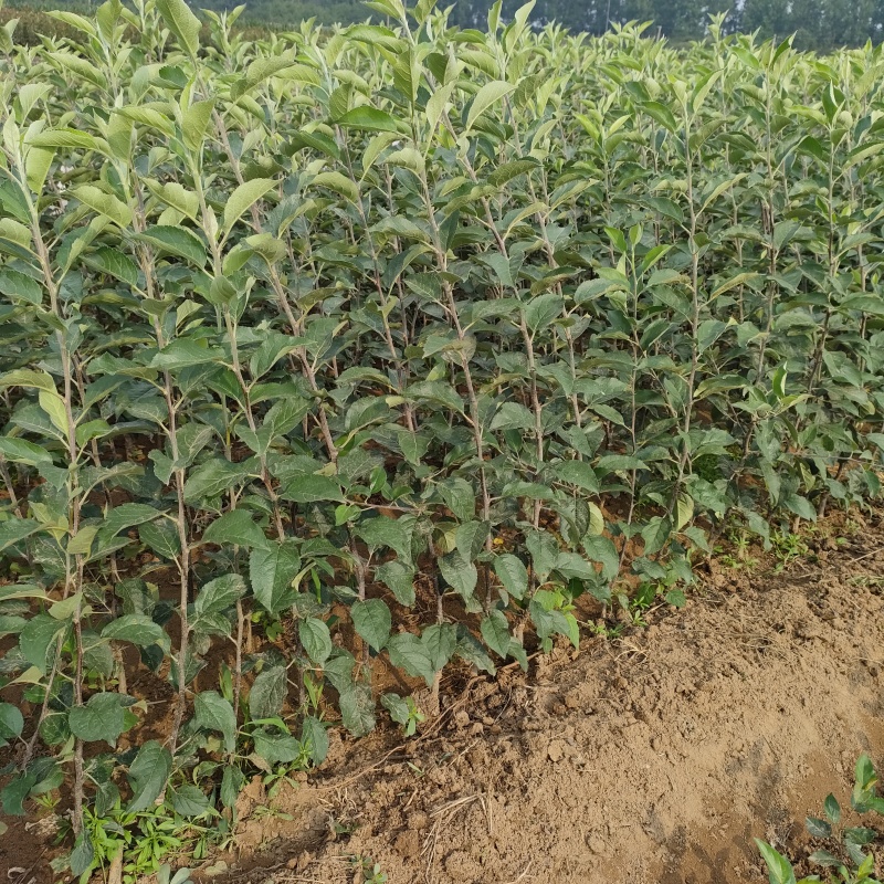 鸡心果苗，山东优质鸡心果树苗，保证质量，全国发货