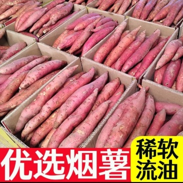 推荐山东烟薯25潍坊安丘产地！货盘稳定！大量上市！